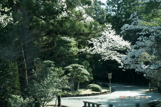 f:id:samete_yume:20250405111218j:image