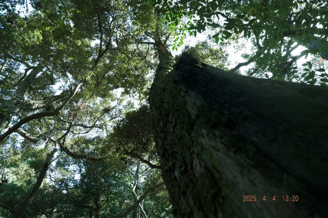 f:id:samete_yume:20250405111344j:image