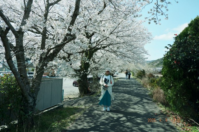 f:id:samete_yume:20250407162232j:image