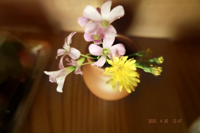 f:id:samete_yume:20250507031140j:image