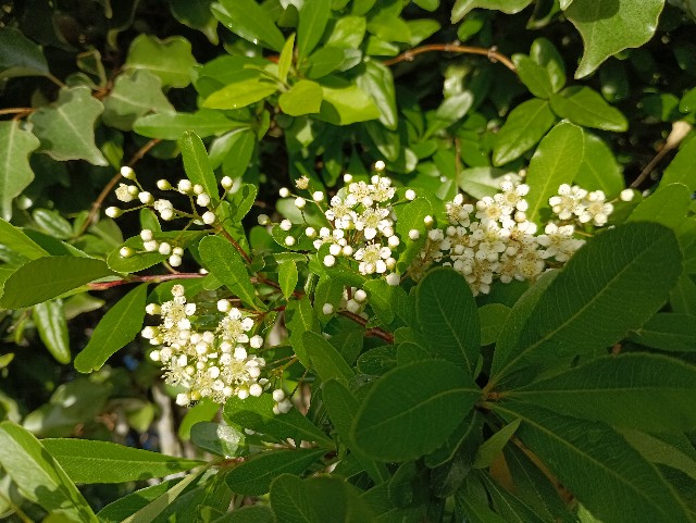 f:id:samete_yume:20250507083605j:image