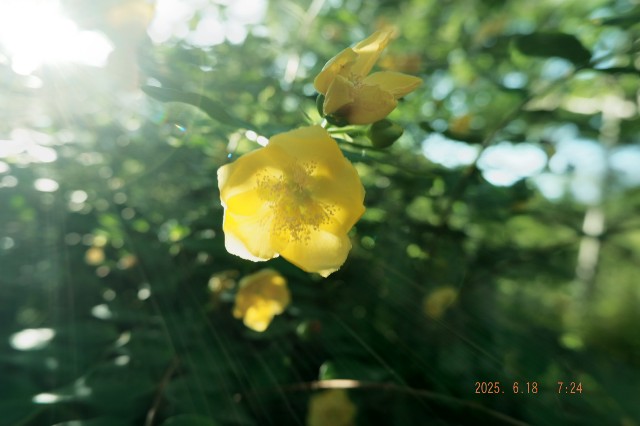 f:id:samete_yume:20250623022856j:image