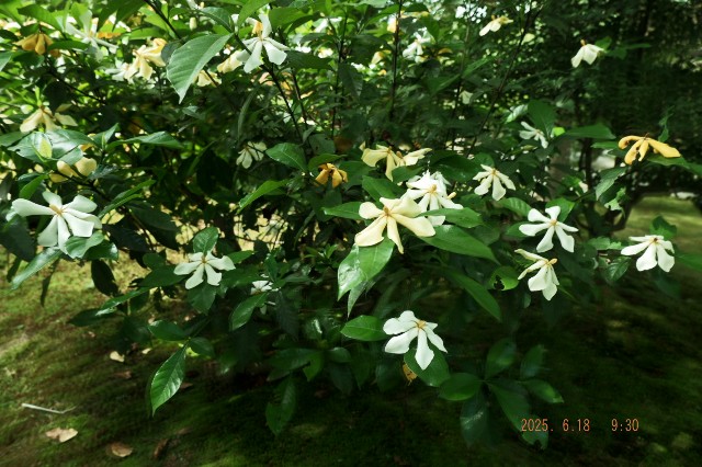 f:id:samete_yume:20250623060223j:image