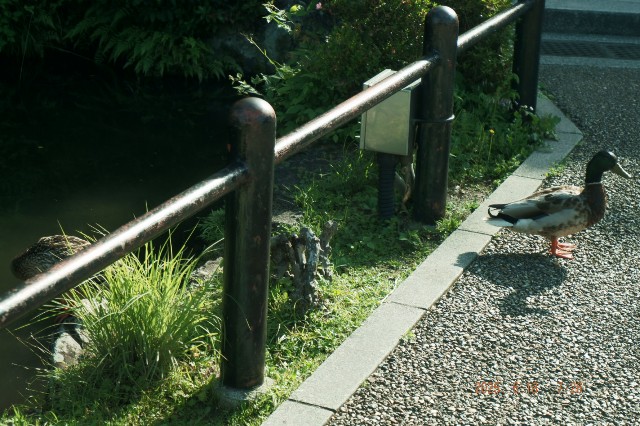 f:id:samete_yume:20250623060637j:image