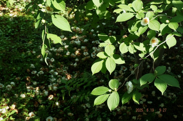 f:id:samete_yume:20250623061703j:image