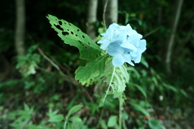 f:id:samete_yume:20250626011957j:image
