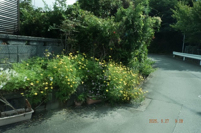 f:id:samete_yume:20251012130238j:image