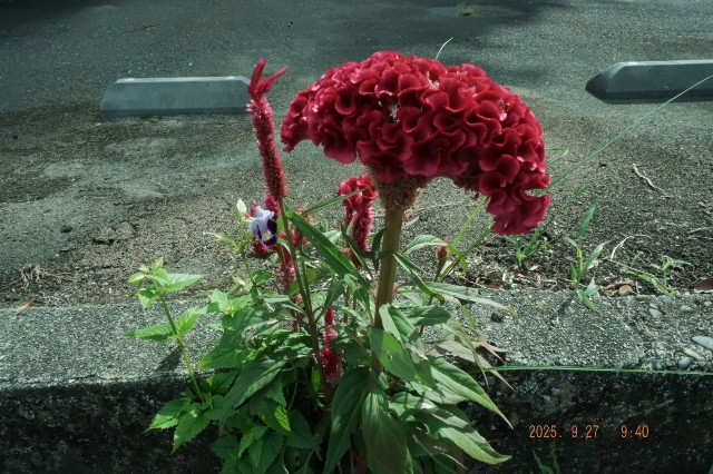 f:id:samete_yume:20251012130420j:image
