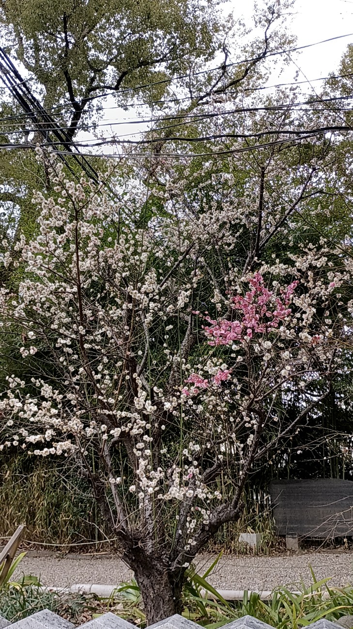 f:id:samete_yume:20260228202228j:image