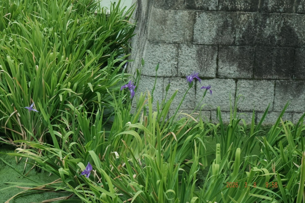 f:id:samete_yume:20260309001233j:image