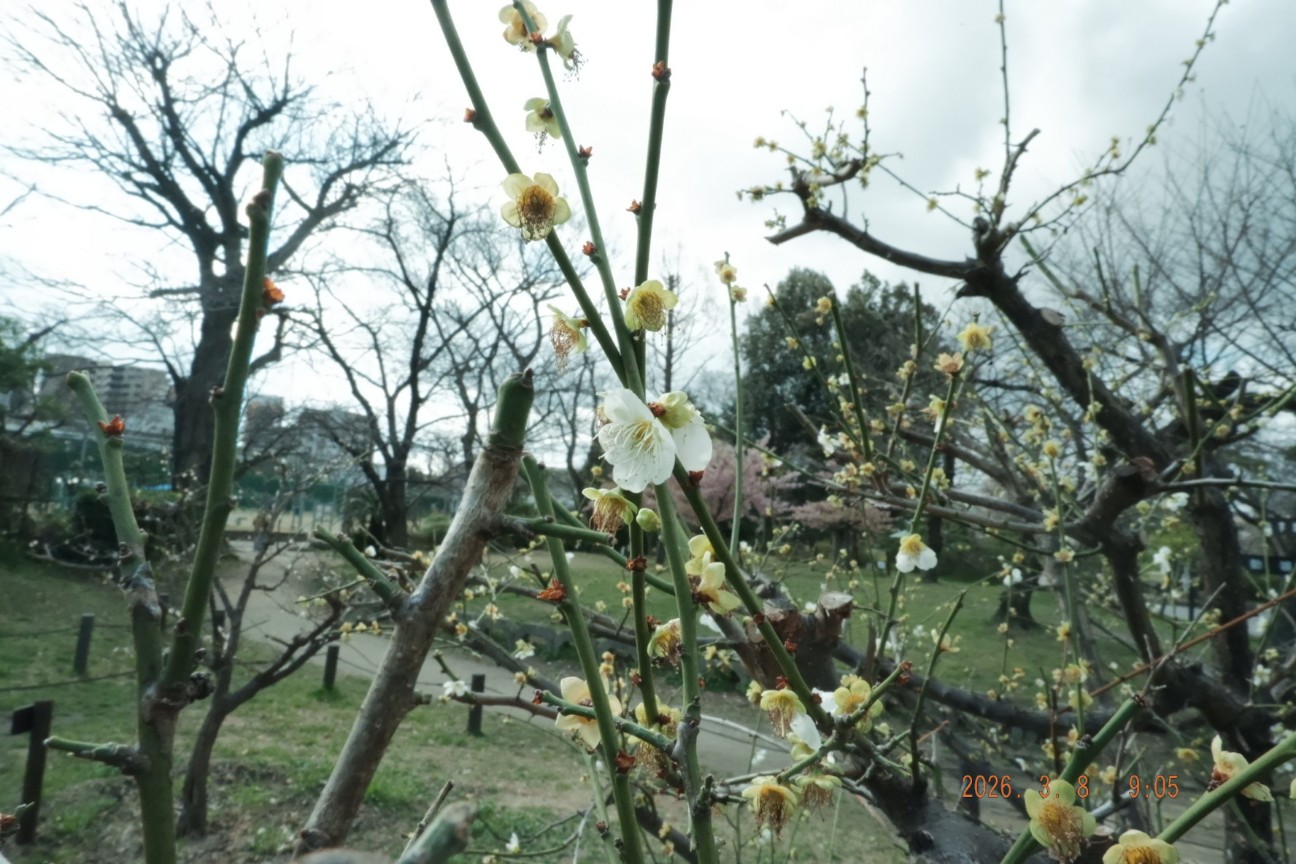 f:id:samete_yume:20260309001745j:image