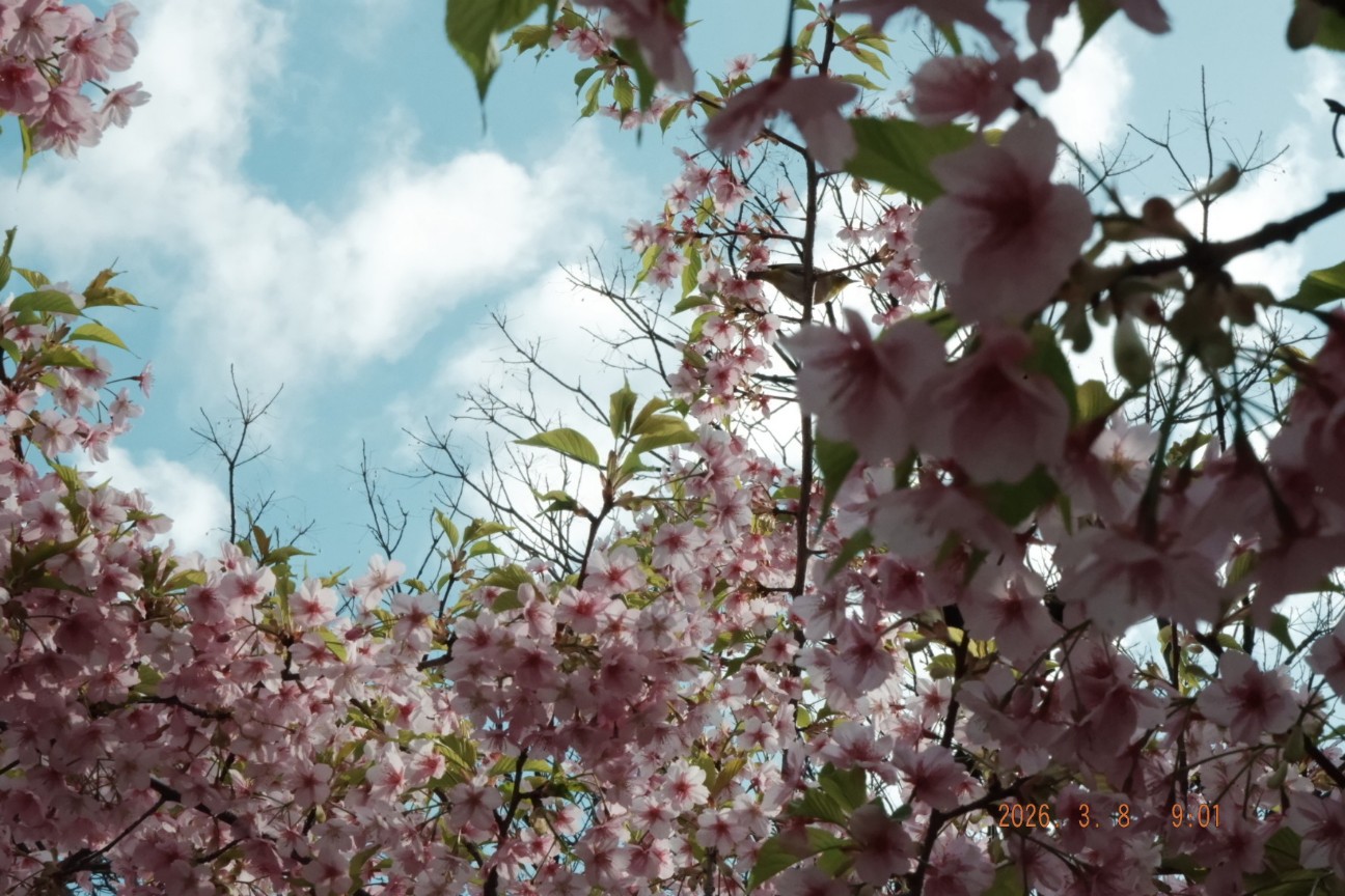 f:id:samete_yume:20260309001753j:image