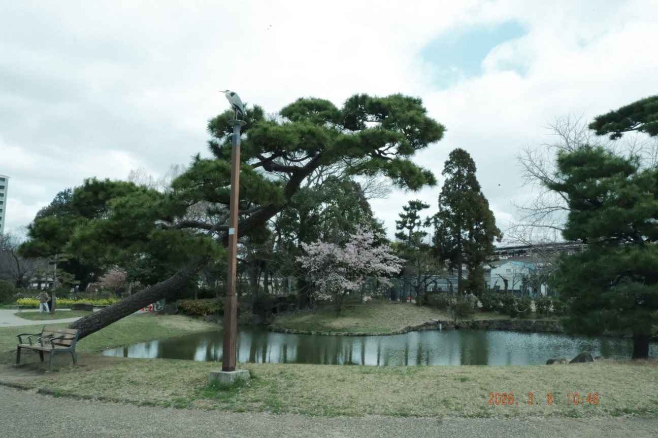 f:id:samete_yume:20260309001758j:image
