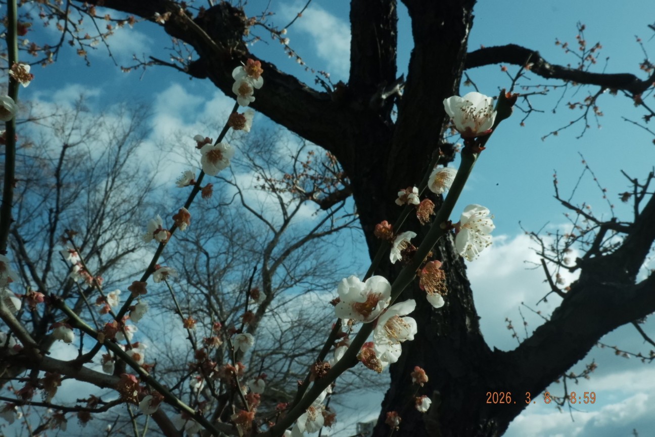 f:id:samete_yume:20260309001810j:image