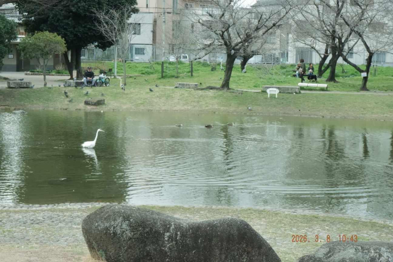 f:id:samete_yume:20260309001816j:image