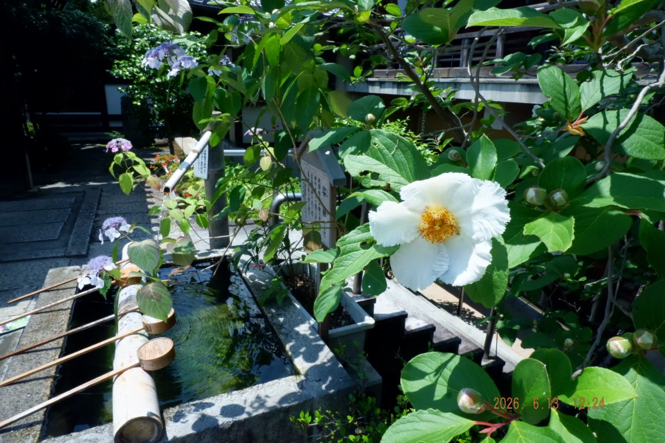 f:id:samete_yume:20260629164845j:image f:id:samete_yume:20260629164845j:image