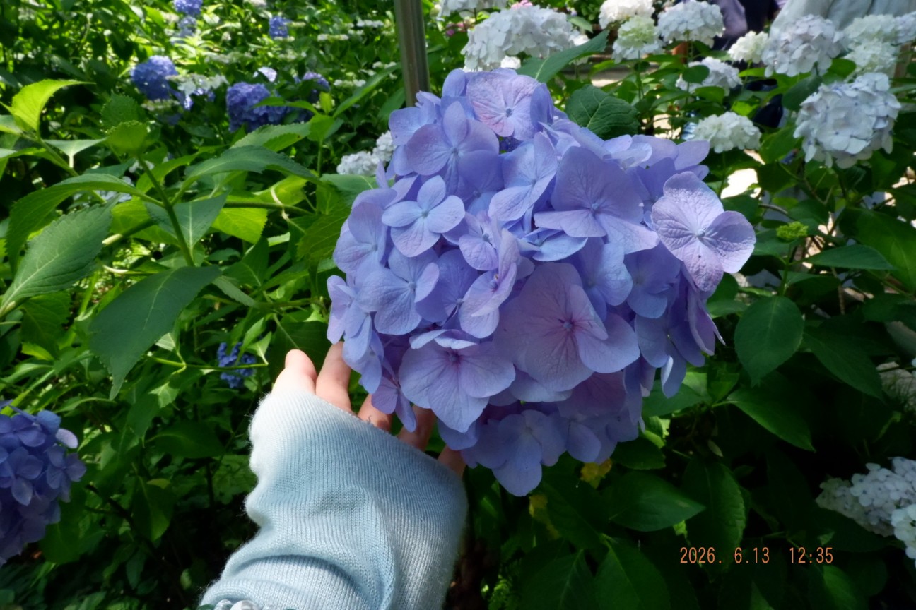 f:id:samete_yume:20260629165049j:image f:id:samete_yume:20260629165049j:image
