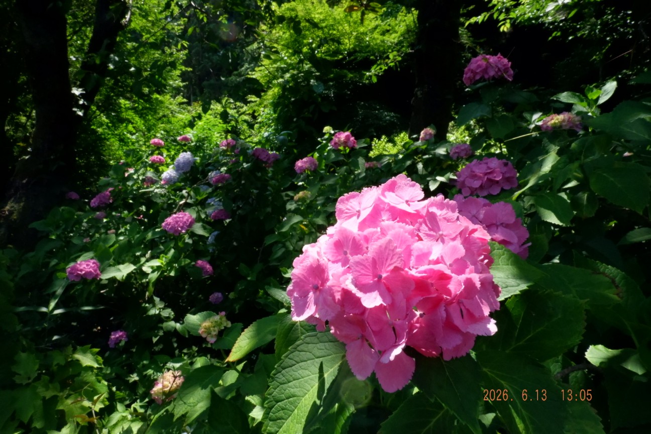 f:id:samete_yume:20260629165051j:image f:id:samete_yume:20260629165051j:image