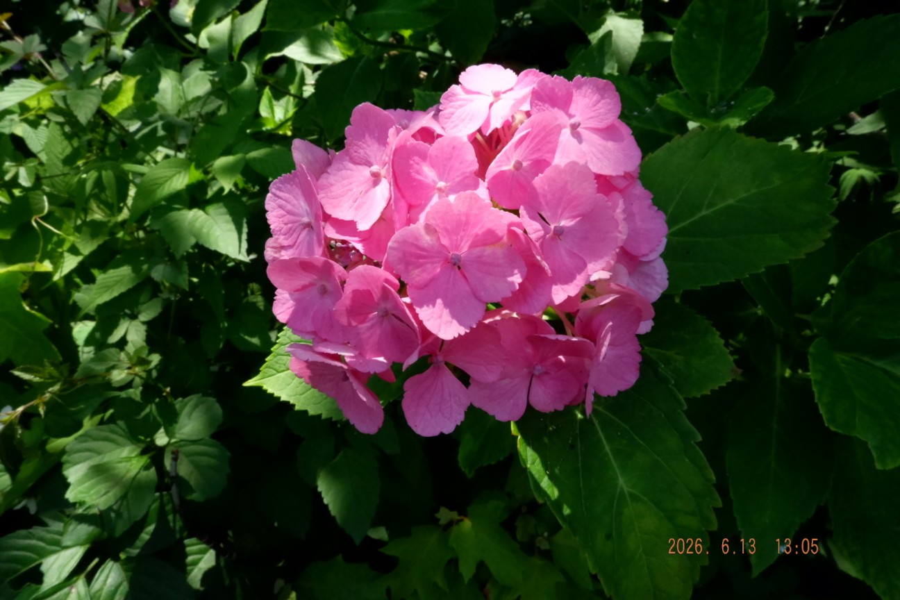 f:id:samete_yume:20260629165052j:image f:id:samete_yume:20260629165052j:image