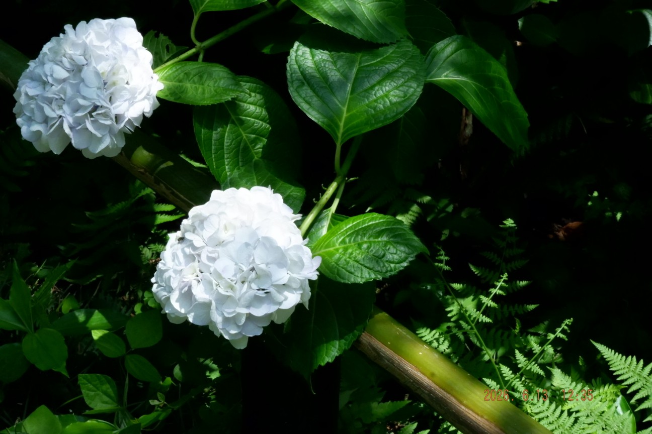 f:id:samete_yume:20260629165054j:image f:id:samete_yume:20260629165054j:image