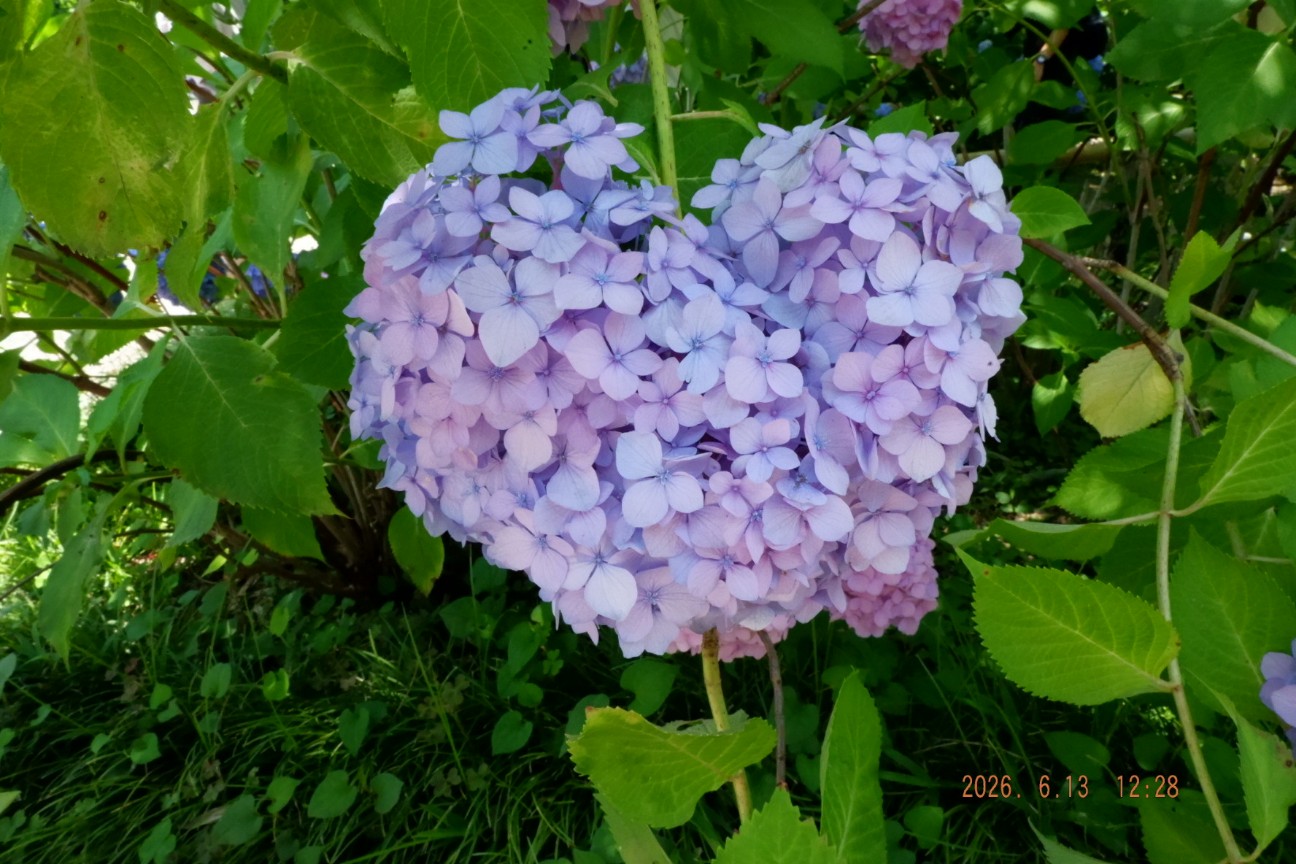 f:id:samete_yume:20260915123233j:image f:id:samete_yume:20260915123233j:image