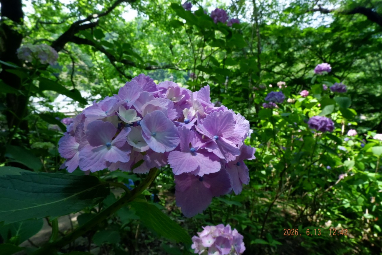 f:id:samete_yume:20260915123234j:image f:id:samete_yume:20260915123234j:image