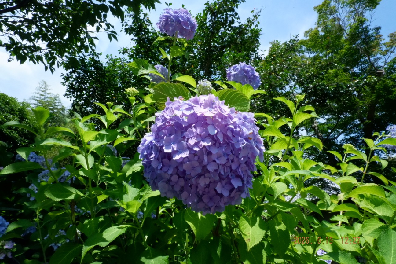 f:id:samete_yume:20260915123239j:image f:id:samete_yume:20260915123239j:image