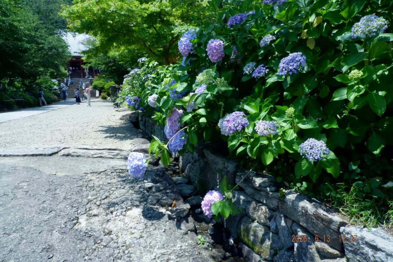 f:id:samete_yume:20260915123242j:image f:id:samete_yume:20260915123242j:image