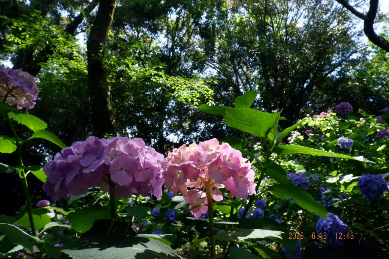 f:id:samete_yume:20260915123245j:image f:id:samete_yume:20260915123245j:image