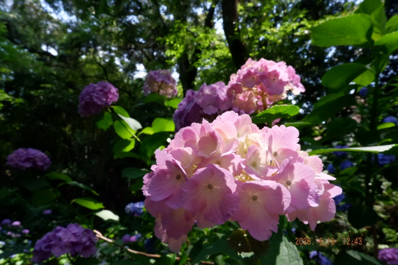 f:id:samete_yume:20260915123246j:image f:id:samete_yume:20260915123246j:image