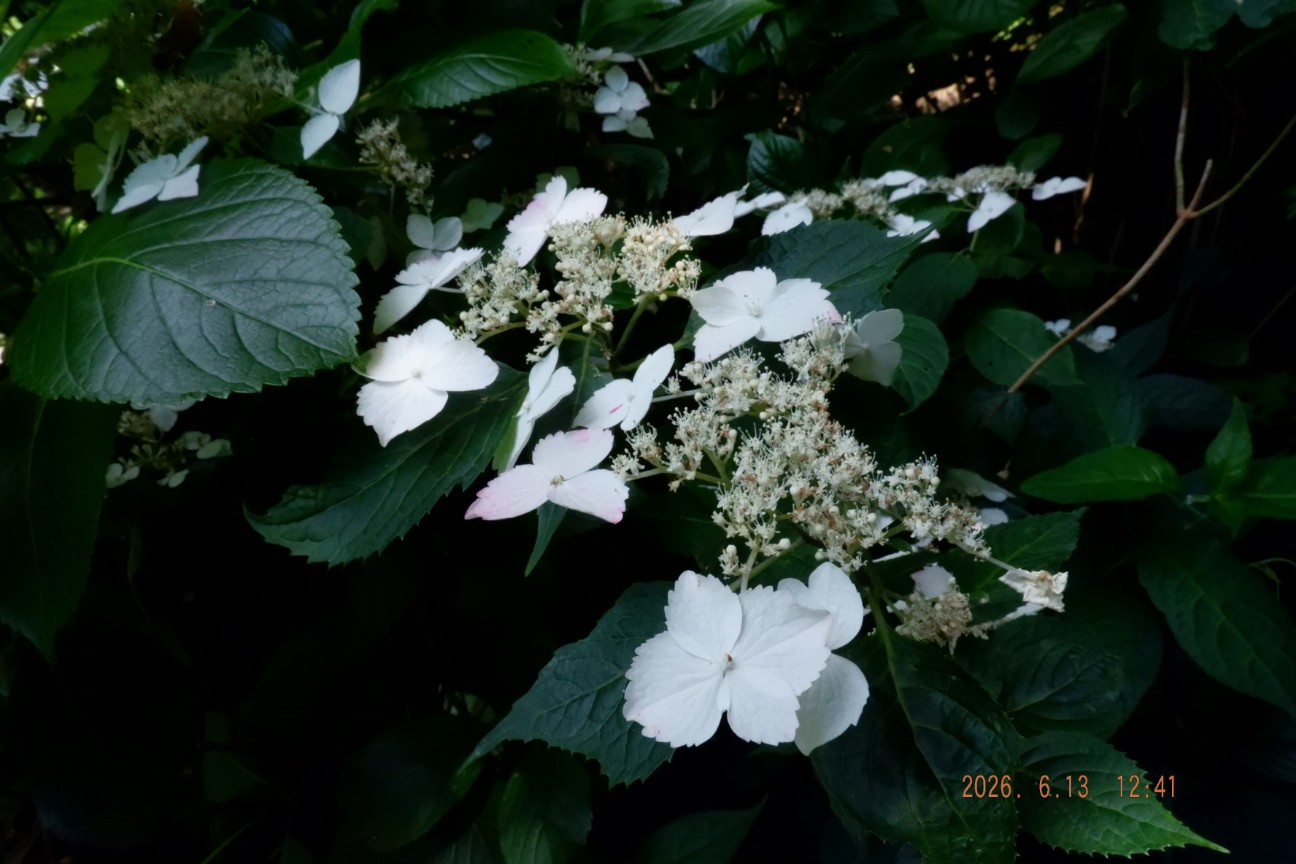 f:id:samete_yume:20260915123251j:image f:id:samete_yume:20260915123251j:image