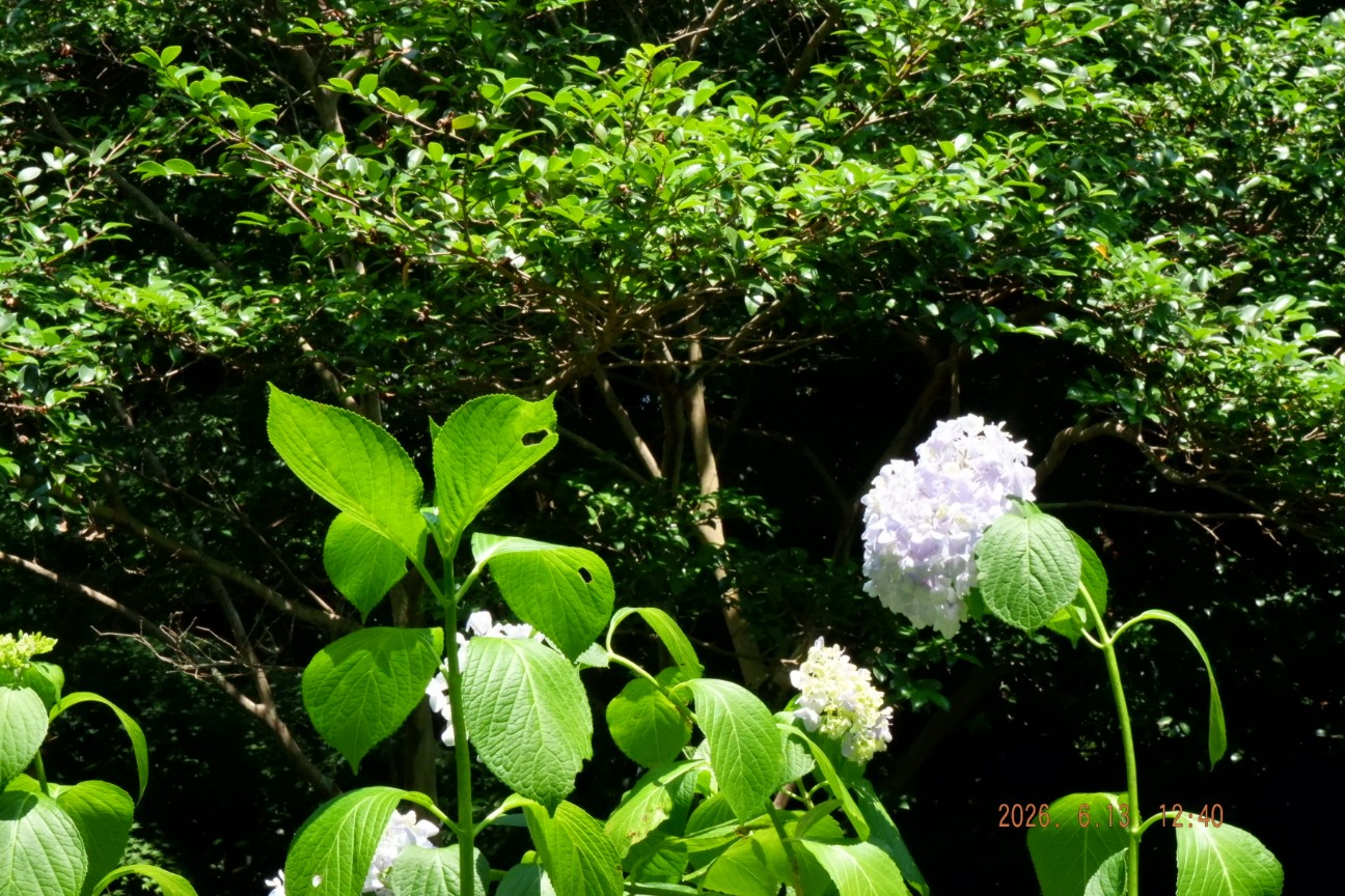 f:id:samete_yume:20260915123256j:image f:id:samete_yume:20260915123256j:image