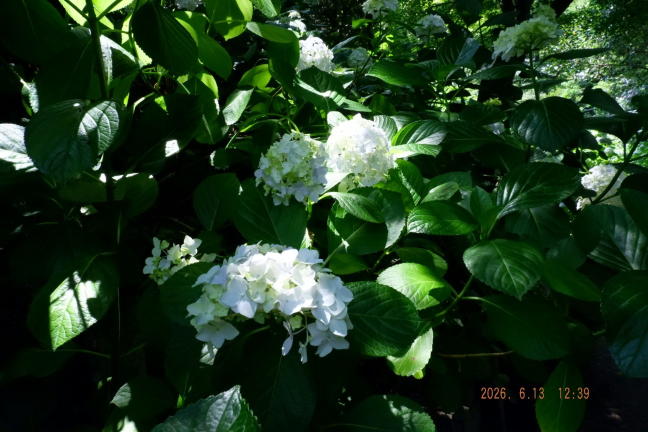 f:id:samete_yume:20260915123258j:image f:id:samete_yume:20260915123258j:image