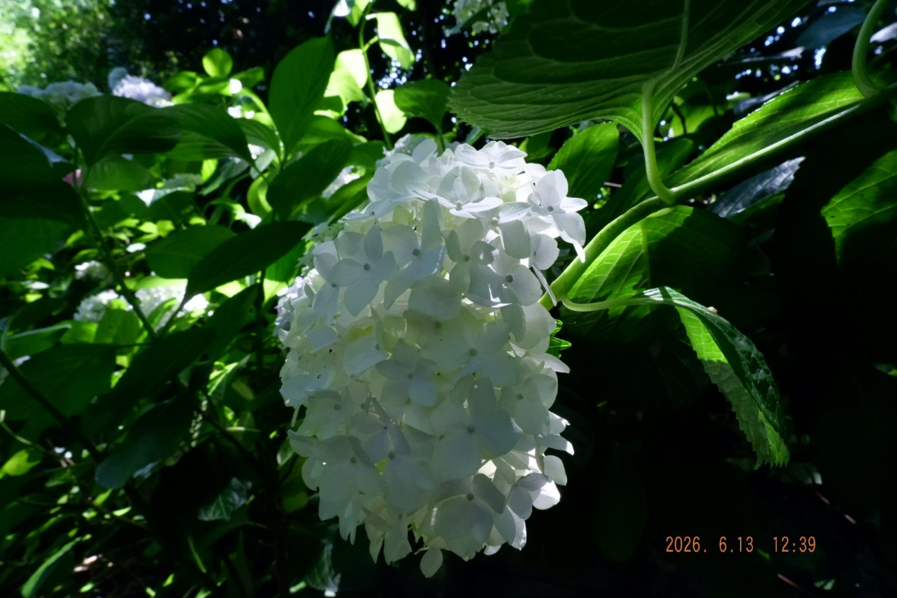 f:id:samete_yume:20260915123300j:image f:id:samete_yume:20260915123300j:image