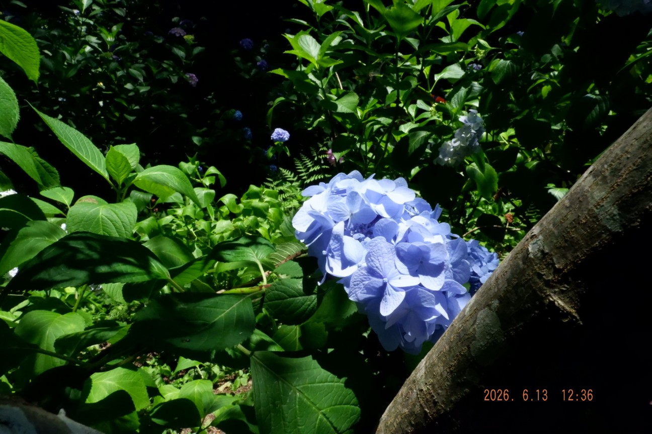 f:id:samete_yume:20260915123314j:image f:id:samete_yume:20260915123314j:image