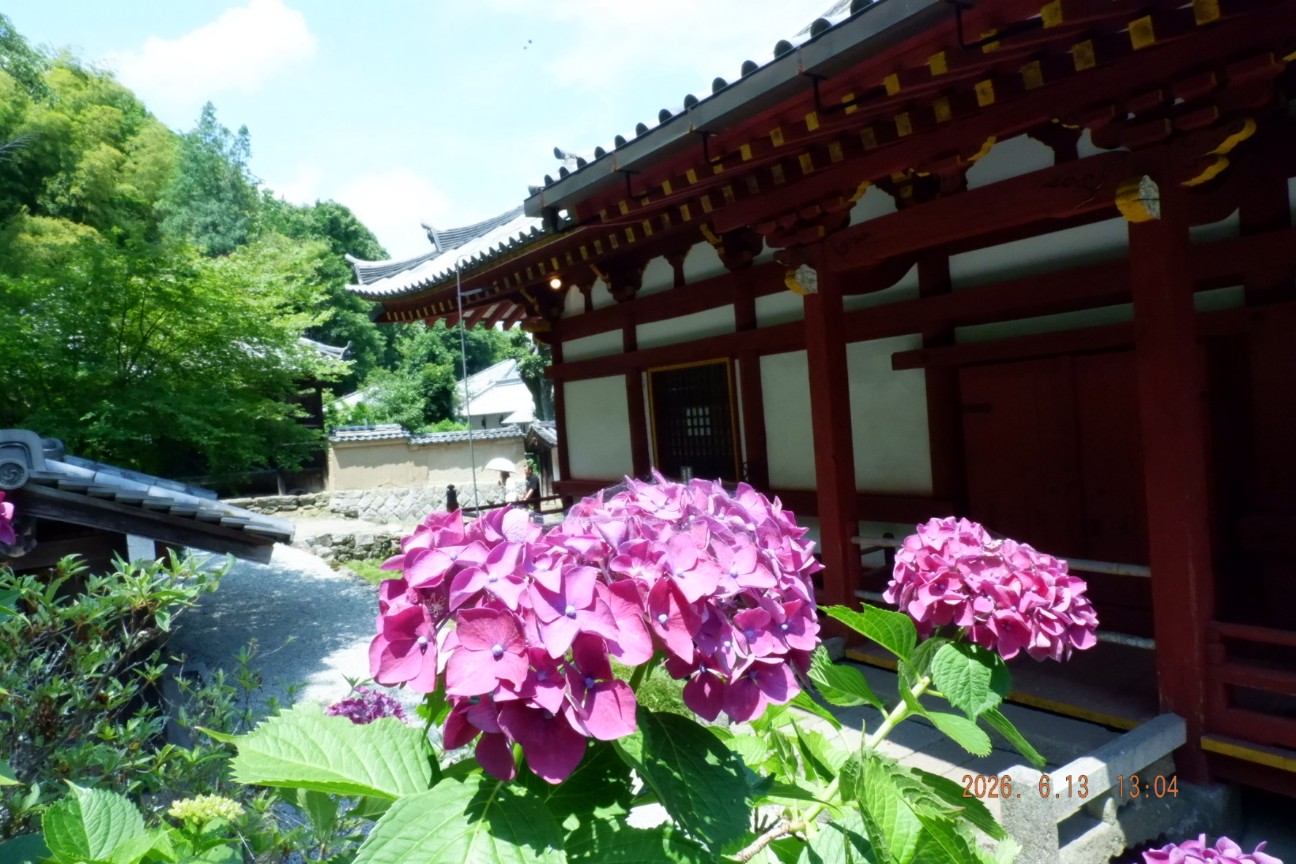 f:id:samete_yume:20260915123321j:image f:id:samete_yume:20260915123321j:image