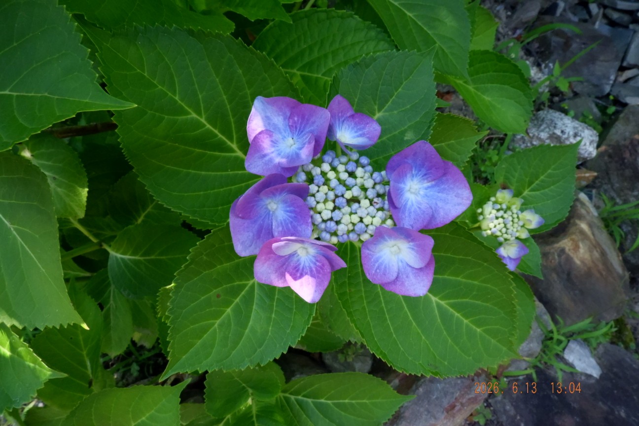 f:id:samete_yume:20260915123324j:image f:id:samete_yume:20260915123324j:image