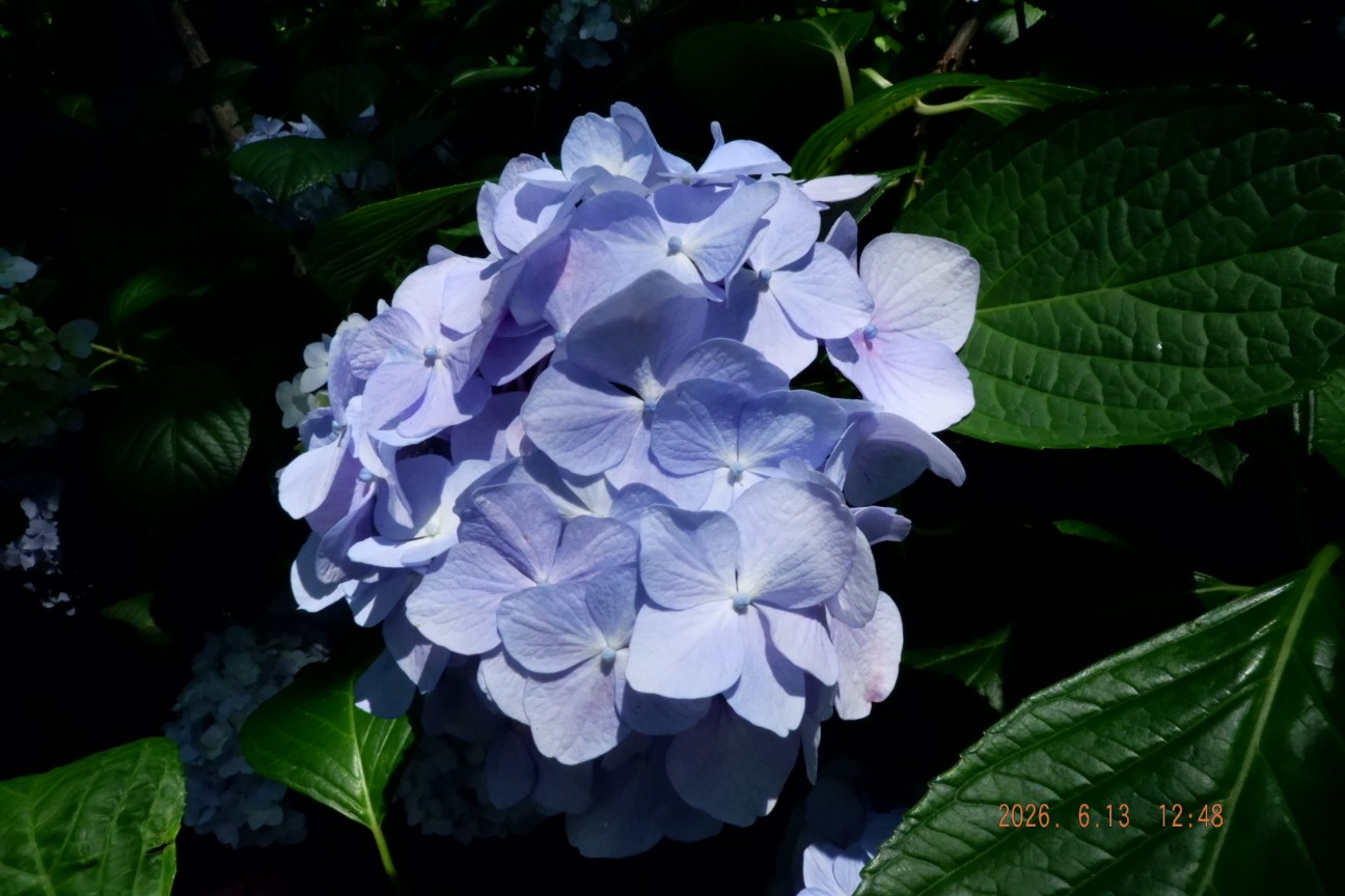 f:id:samete_yume:20260915123329j:image f:id:samete_yume:20260915123329j:image