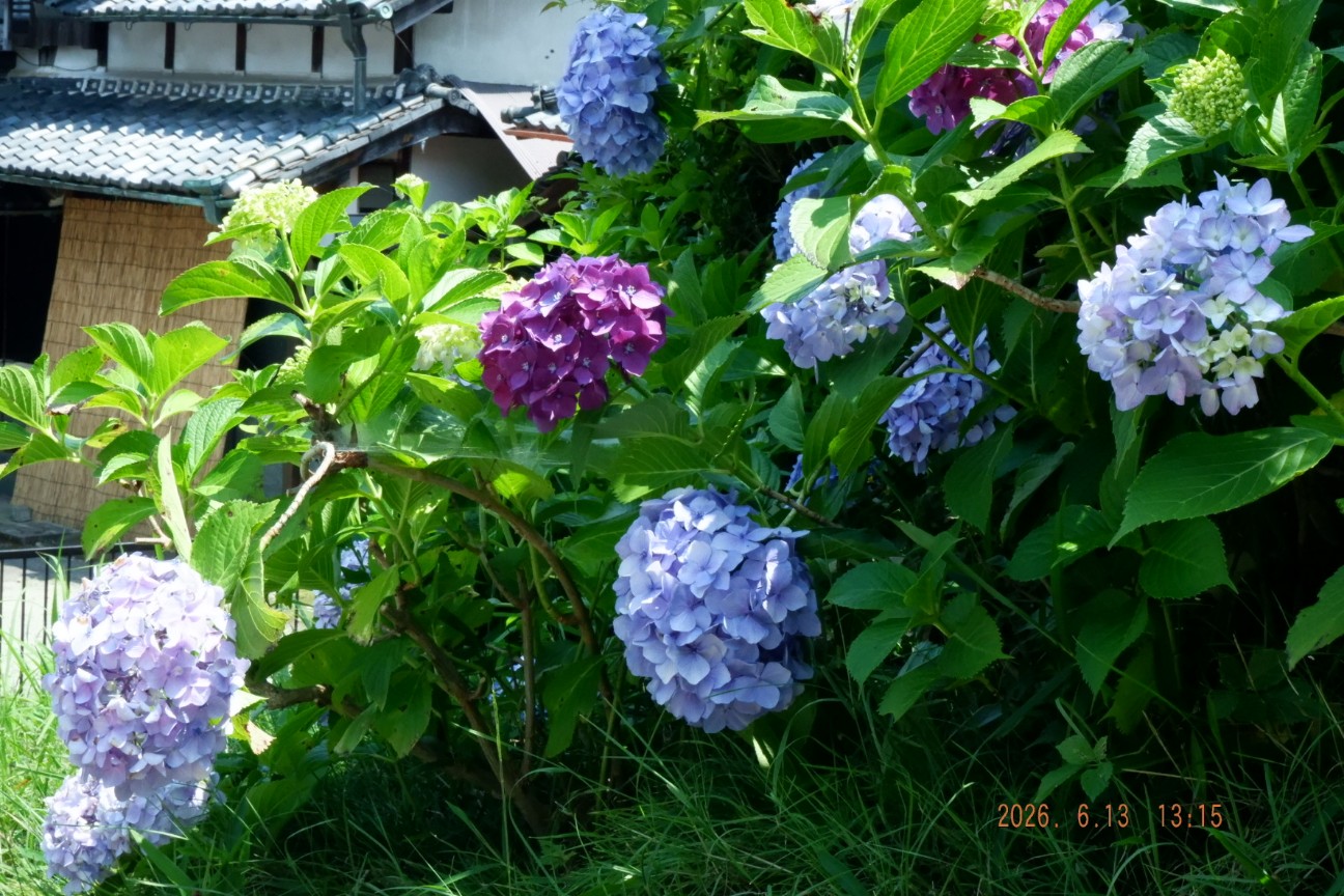f:id:samete_yume:20260915123336j:image f:id:samete_yume:20260915123336j:image