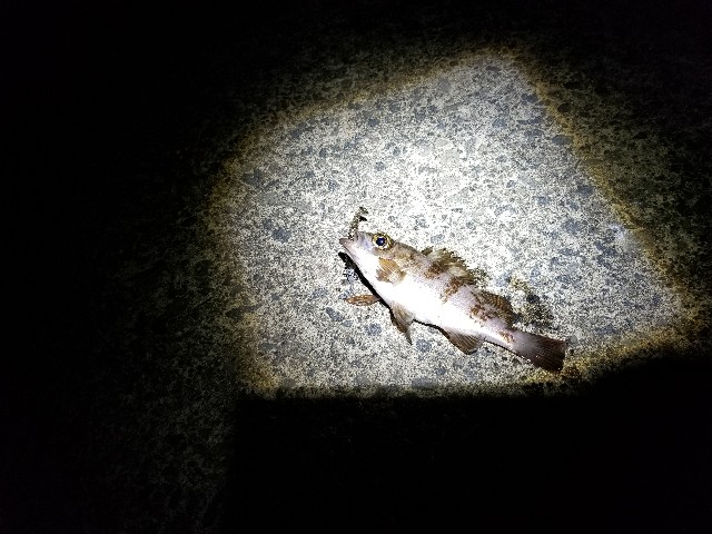 f:id:samichi:20190519012321j:image f:id:samichi:20190519012321j:image