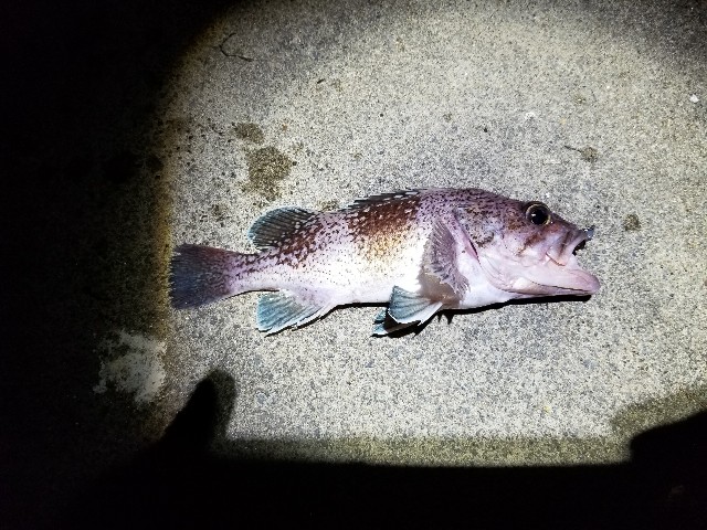 f:id:samichi:20190519012428j:image f:id:samichi:20190519012428j:image