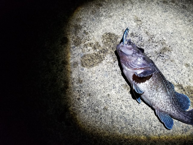 f:id:samichi:20190519012458j:image f:id:samichi:20190519012458j:image