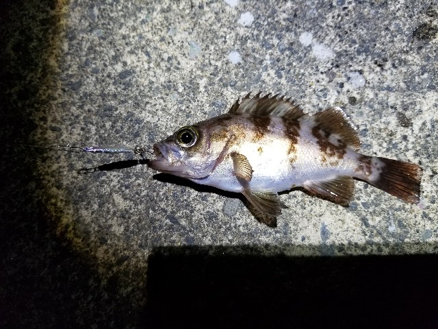 f:id:samichi:20190519012531j:image f:id:samichi:20190519012531j:image