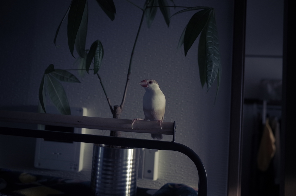f:id:samidare_8:20190820005133j:plain f:id:samidare_8:20190820005133j:plain