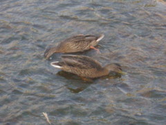 f:id:samiya33:20090612165443j:image