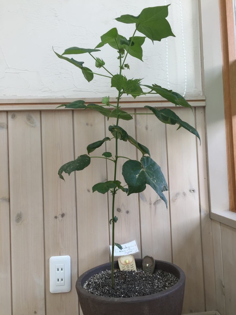 f:id:samllworld:20190617223159j:plain