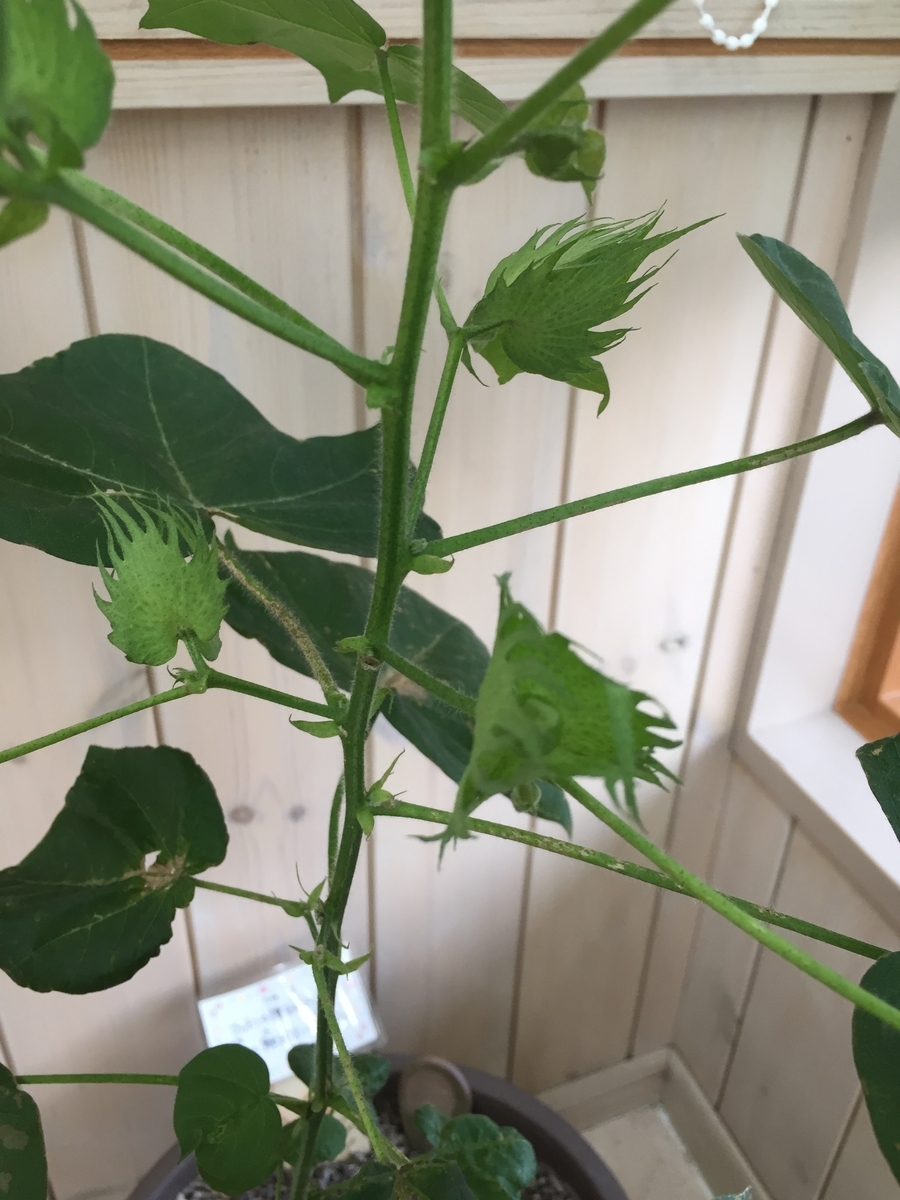 f:id:samllworld:20190617225325j:plain
