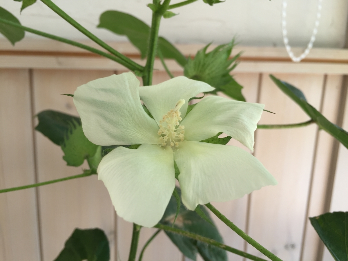 f:id:samllworld:20190617231213j:plain