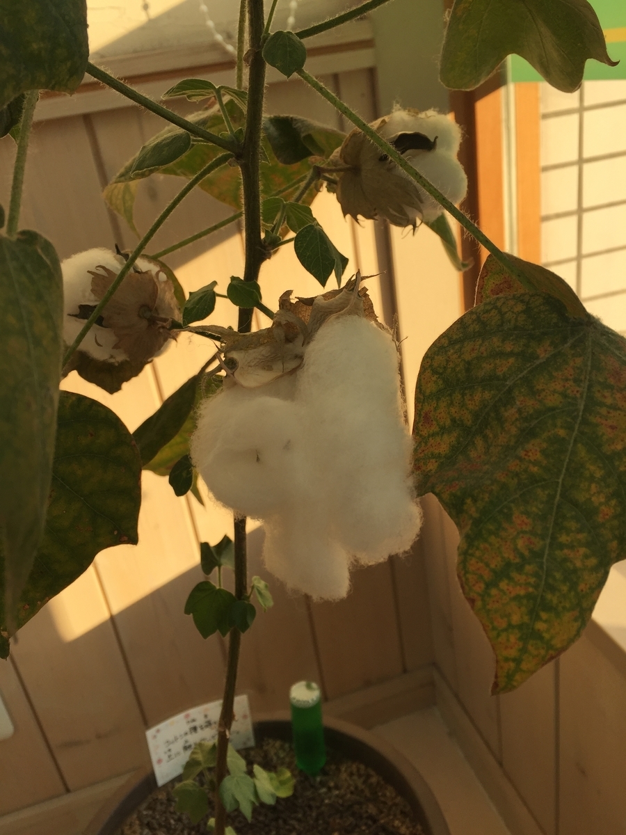 f:id:samllworld:20190617232449j:plain
