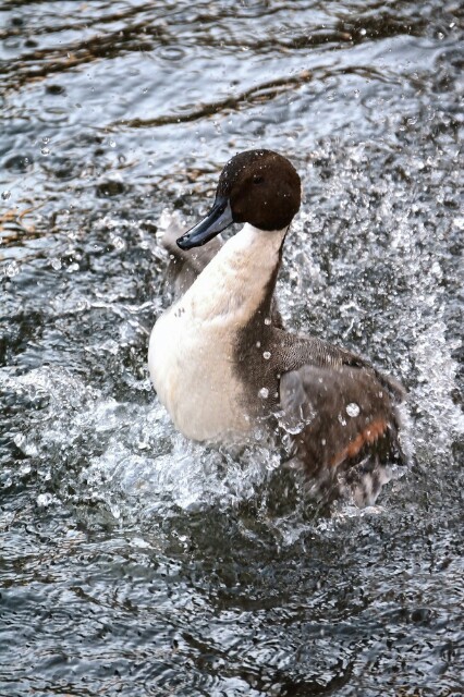 f:id:sammbardaiku:20151004125745j:image